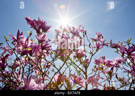 Magnolia fleurs violettes avec des plantes Banque D'Images