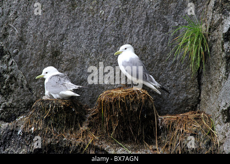 Deux mouettes perchées sur une falaise rocheuse sur les nids d'algues bleues close up sur une île au large de la péninsule de Kenai, Alaska, USA. Banque D'Images