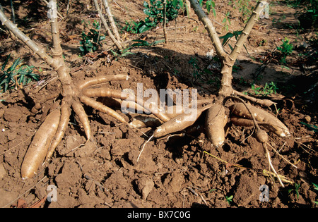 La récolte de manioc, Korat, Thaïlande Banque D'Images