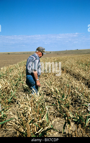 Farmer l'inspection de la récolte dans la région de Milo, champ Banque D'Images