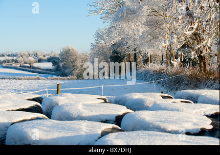 Couvert de paille dans une couche de neige fraîche sur une journée ensoleillée winters Banque D'Images