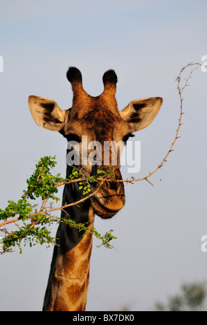 Tête portrait d'une girafe le pâturage. Le Parc National Kruger, Afrique du Sud. Banque D'Images