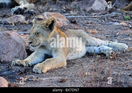 Un jeune lion cub arrosant off. Le Parc National Kruger, Afrique du Sud. Banque D'Images