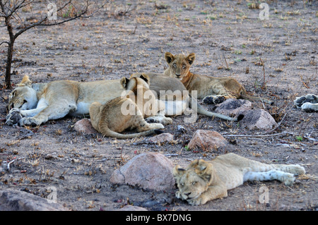 Une famille de lions, la mère avec ses petits arbres. Le Parc National Kruger, Afrique du Sud. Banque D'Images