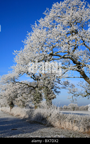 Givre sur les arbres de Galles UK United Kingdom Europe Banque D'Images