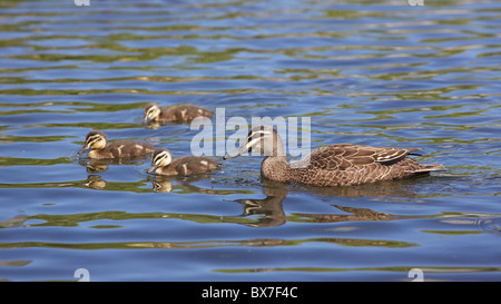 Pacifique Un Canard noir (Anas superciliosa) avec ses canetons à Perth, Australie occidentale. Banque D'Images