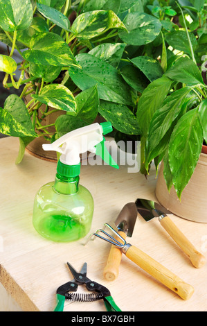 Plantes et d'outils de jardinage - still life Banque D'Images