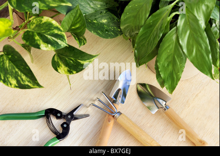 Plantes et d'outils de jardinage - still life Banque D'Images