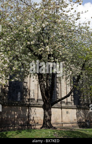 À côté de la cathédrale de Derby d'arbres Banque D'Images