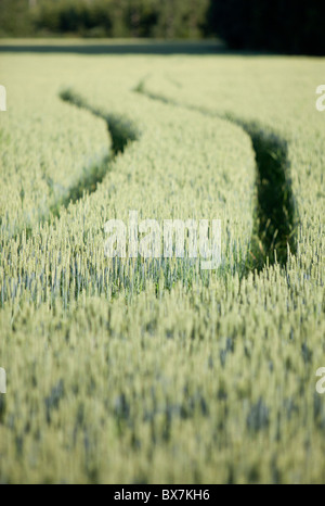 Empreinte de tracteur sur terrain rempli de blé à pain ( Triticum aestivum ) , Finlande Banque D'Images