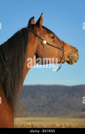 Beau cheval arabe la tête d'alerte d'examiner la distance, fond de ciel bleu avec la lumière de fin d'après-midi. Banque D'Images