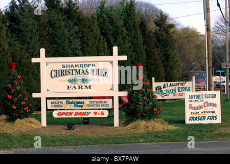 Shamrock Christmas Tree Farm, Mattituck, Long Island NY Banque D'Images