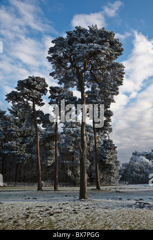 Frost-couvertes de pins près de Elveden, Suffolk, Angleterre Banque D'Images