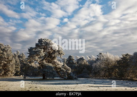 Frost-couvertes de pins près de Elveden, Suffolk, Angleterre Banque D'Images