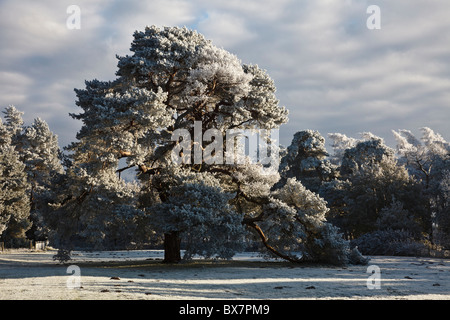 Frost-couvertes de pins près de Elveden, Suffolk, Angleterre Banque D'Images