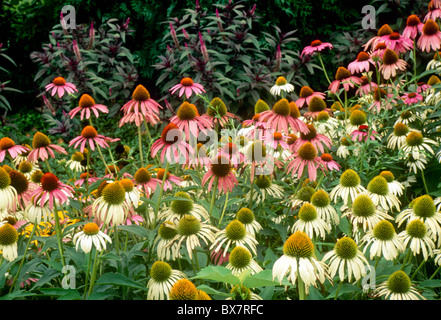 Lit de roses et blancs indigènes Coneflowers pourpre (Echinacea purpurea) croissant sur le quai en pays jardin Banque D'Images