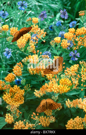 Gulf Fritillary parmi trois papillons asclépiade tubéreuse (Asclepias tuberosa), asclépiade, et blue asters sauvages Banque D'Images