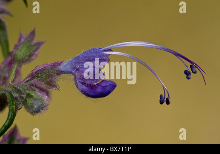 Trichostema boucles bleu laineux lanatum, en Californie. Banque D'Images