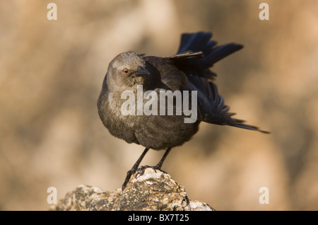 Le Quiscale de Brewer Euphagus cyanocephalus, ; femelle adulte, en Californie. Banque D'Images