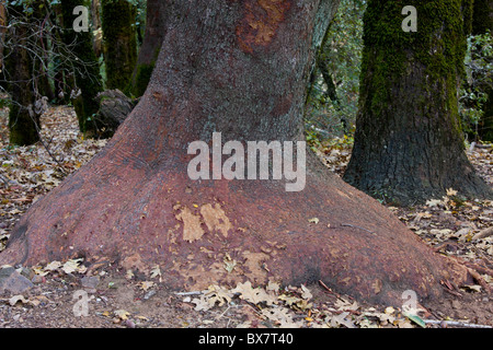 Madrone Arbutus menziesii, du Pacifique, de l'écorce et le tronc ; - la Californie. Banque D'Images