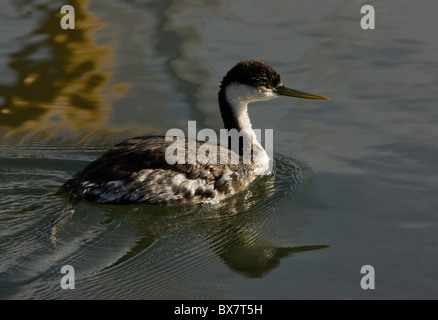 Grèbe élégant Aechmophorus occidentalis, plumage d'hiver, natation dans la lagune, Californie Banque D'Images