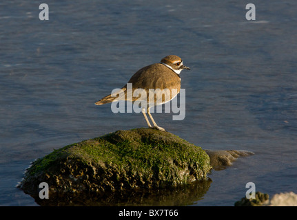 Le Pluvier kildir (Charadrius vociferus Pluvier), à la recherche de nourriture en bord de lagon en hiver, en Californie. Banque D'Images