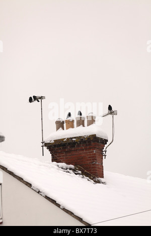 Assis sur les oiseaux aux antennes de cheminée couverte de neige Banque D'Images