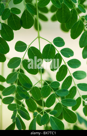 Moringa oleifera, le pilon de feuilles d'arbres. L'Inde Banque D'Images