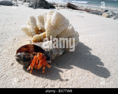 L'ermite (Coenobita sp.) dans la phase transitoire, porcelaines, shell, l'ouest de l'île Cocos Keeling, de l'Océan Indien Banque D'Images