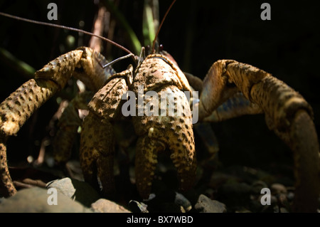 Crabe voleur (aka) Crabe de cocotier (Birgus latro) sur le sol de la forêt, l'Île Christmas Banque D'Images