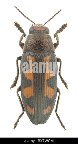 Buprestis novemmaculata (peint Jewel Beetle ; télévision dirigé woodborer) isolé sur un fond blanc. Banque D'Images