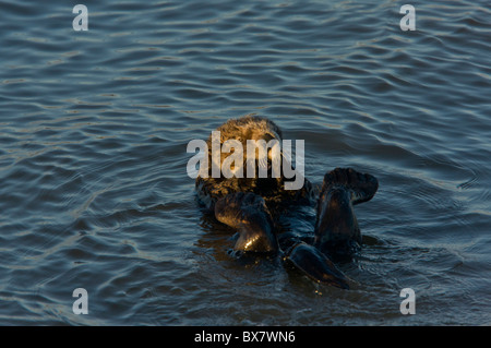 Loutre de mer (Enhydra lutris), reposant sur le dos flottant dans la mer, le sud de la Californie. Banque D'Images