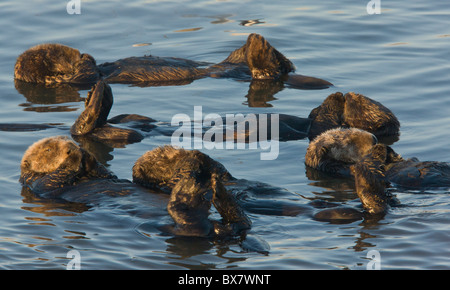 Groupe de loutres de mer (Enhydra lutris), détente flottant sur la mer, le sud de la Californie. Banque D'Images