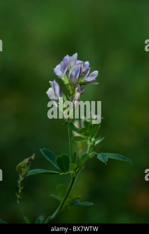 La Luzerne (Medicago sativa L.) fleurissent dans un pré de fauche en Ontario. Banque D'Images