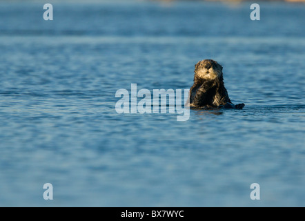 Loutre de mer (Enhydra lutris), à la curiosité, dans la mer au large de la Californie du sud. Banque D'Images