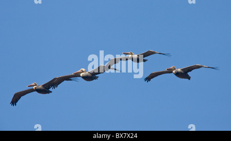 Le Pélican brun Pelecanus occidentalis en vol, l'hiver, en Californie. Banque D'Images