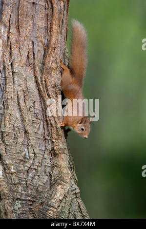 L'Écureuil roux (Sciurus vulgaris) Banque D'Images