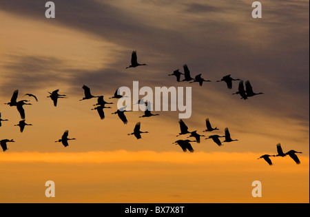 Moindre Grues Grus canadensis battant à leur perchoir au coucher du soleil, Central Valley, en Californie. Banque D'Images