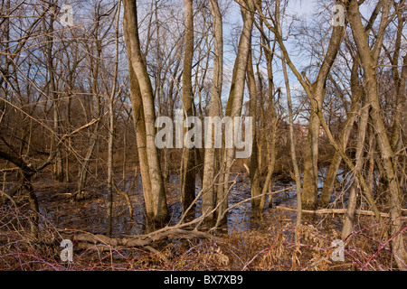 Bois de la vallée de feuilles deltoïdes (peuplier) arbres le long de la rivière Mohawk, près d'Albany, État de New York. Banque D'Images