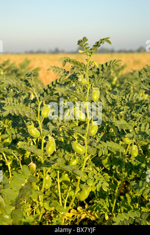 Garbanzo 'pois chiches' vigne, croissante, Banque D'Images