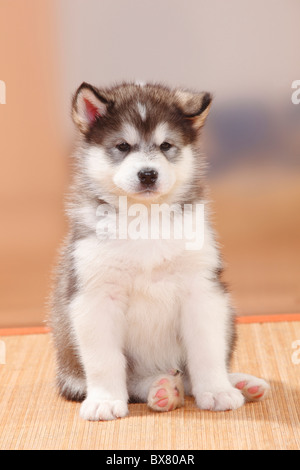 Malamute d'Alaska, chiot, 6 semaines Banque D'Images