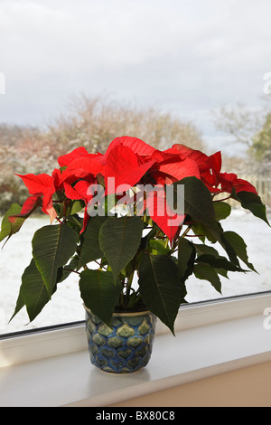 Poinsettia (Euphorbia pulcherrima) Plantes en pot sur un rebord de la plante d'intérieur avec l'extérieur de la neige en hiver. Angleterre Royaume-uni Grande-Bretagne Banque D'Images