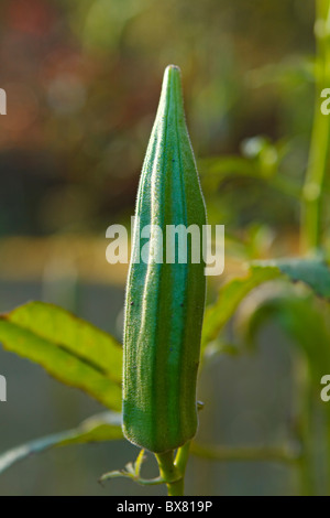 Gros plan sur un okra gousse encore attaché à l'okra planter un matin à la fin de l'automne. Le gombo est également connu sous le nom de mesdames les doigts. Banque D'Images