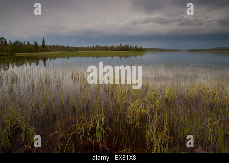 Tempête à Jerisjärvi lac, Parc National de Pallas-Yllästunturi, Laponie, Finlande Banque D'Images