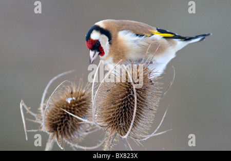 Chardonneret élégant (Carduelis carduelis) se nourrissant de cardère Banque D'Images