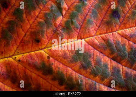 Dans des feuilles du cerisier automne glorieux (automne) teintes orange et jaune Banque D'Images