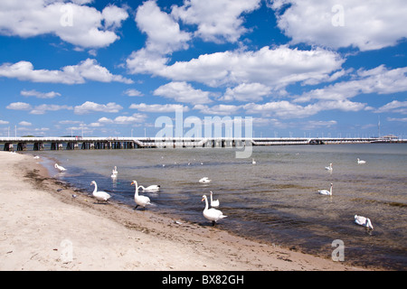 Les cygnes à jetée en bois, Sopot, Pologne Banque D'Images