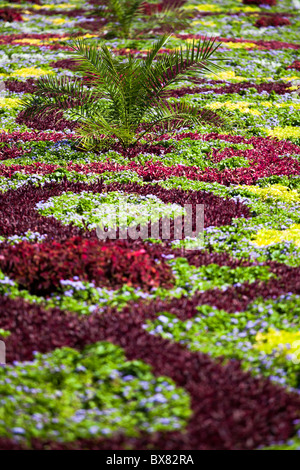 Différents types de fleurs dans le parc en été. Banque D'Images