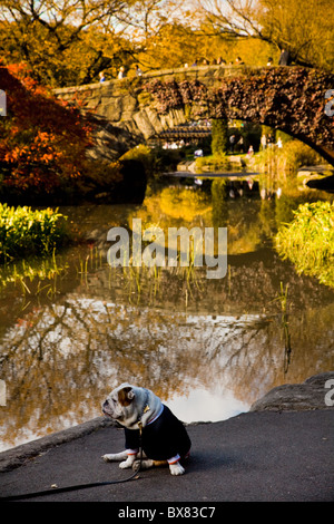 Couleurs d'automne et Gapstow bridge dans Central Park à New York. Banque D'Images
