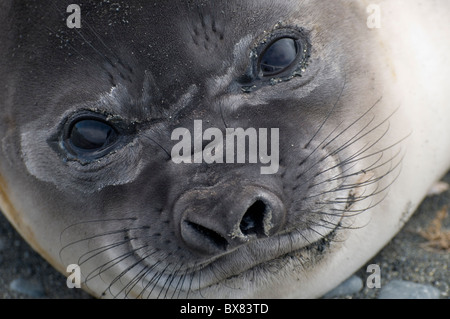 Phoque à éléphant sur l'île sous-antarctique Macquarie, au sud de la Tasmanie, en Australie Banque D'Images